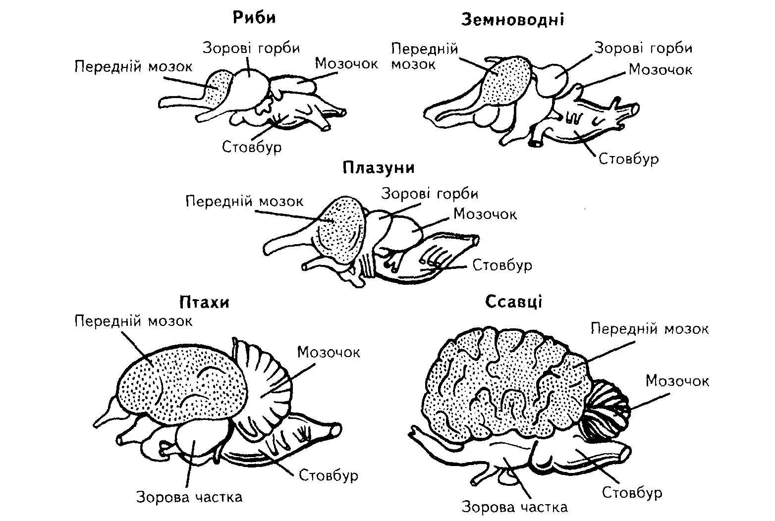 Мозги животных сравнение