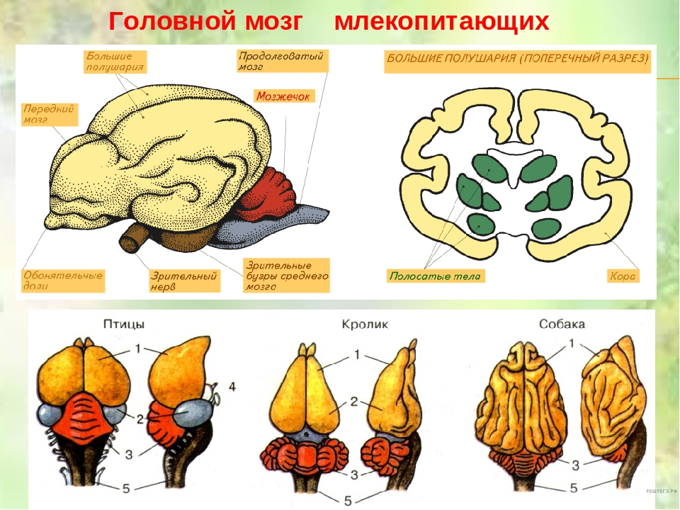 Строение отделов головного мозга млекопитающих. Мозг млекопитающих строение ЕГЭ. Отделы головного мозга млекопитающих схема. Строение коры головного мозга млекопитающих. Мозги животных сравнение