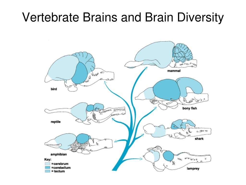 Эволюция размера мозга. Строение головного мозга хордовых животных. Схема развития головного мозга позвоночных животных. Эволюция головного мозга хордовых. Схема головного мозга позвоночных животных с обозначениями.