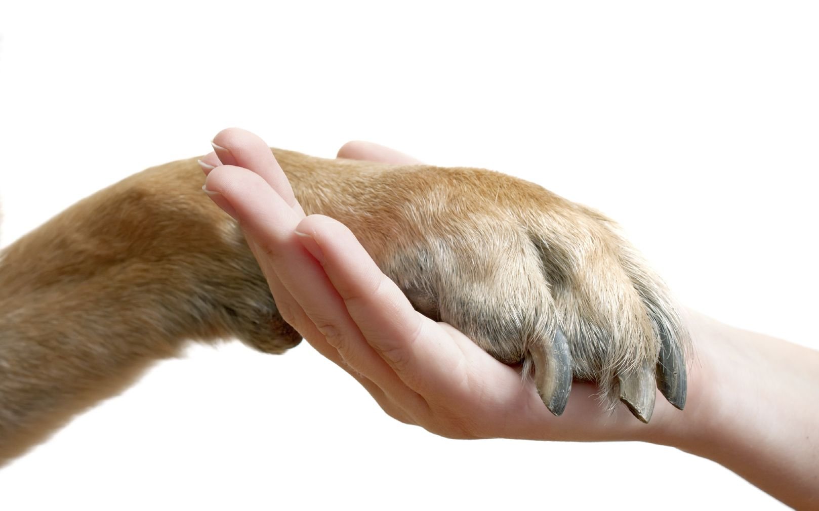 Рука шавка. Рука и лапа собаки. Лапа и рука человека. Собачья лапа и рука человека. Лапка и рука человека.