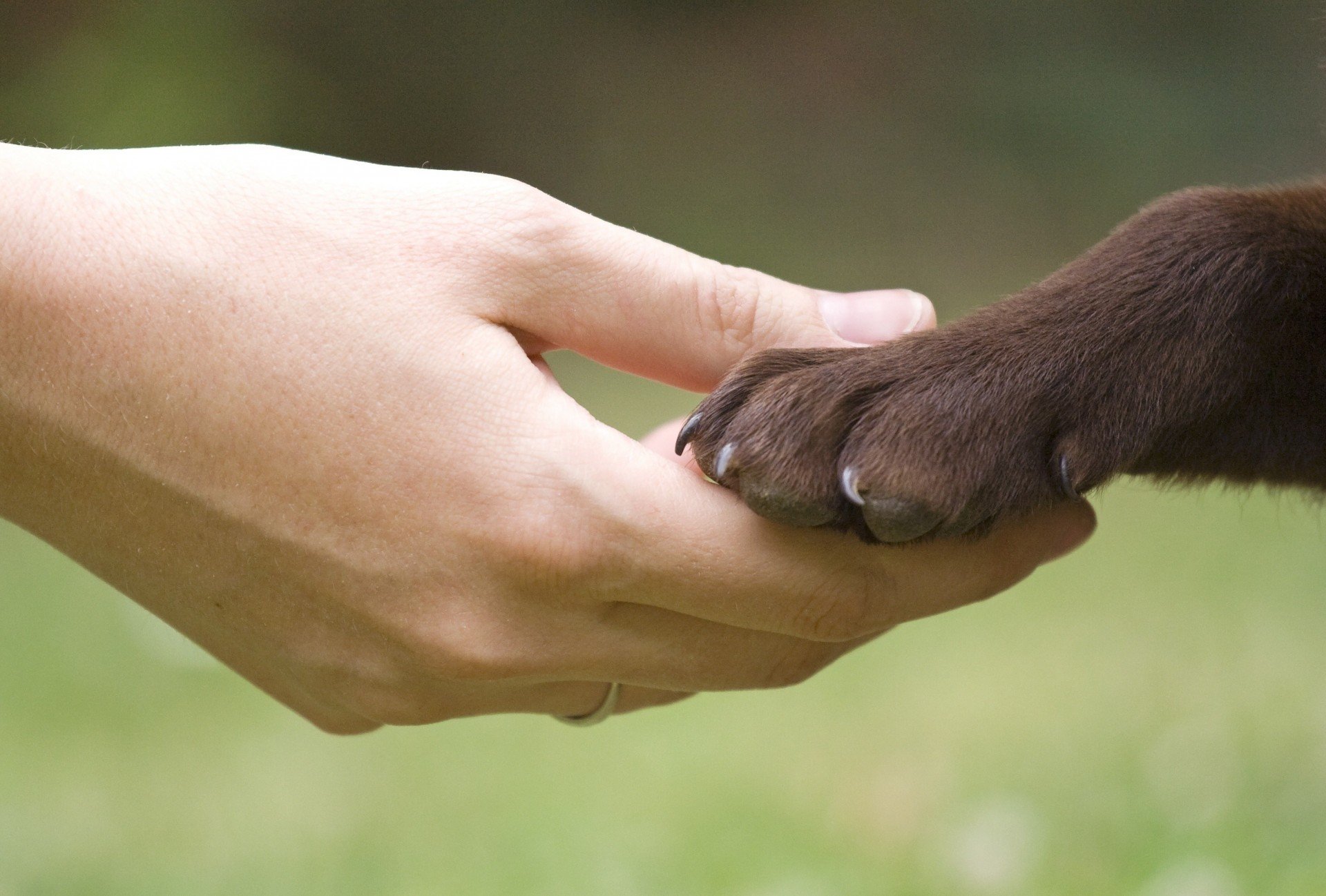 Хвосты помогают животным. Лапа собаки. Рука и лапа собаки. Собачья лапа и рука человека. Лапка и рука человека.