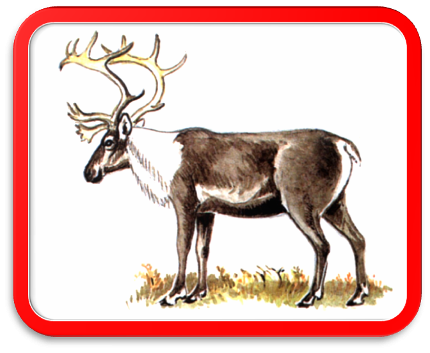 Новоземельский Северный олень красная книга