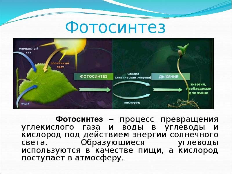 Русский ученый впервые значение хлорофилла для фотосинтеза. Фотосинтез схема кратко. Фотосинтез опыты 6 класс.