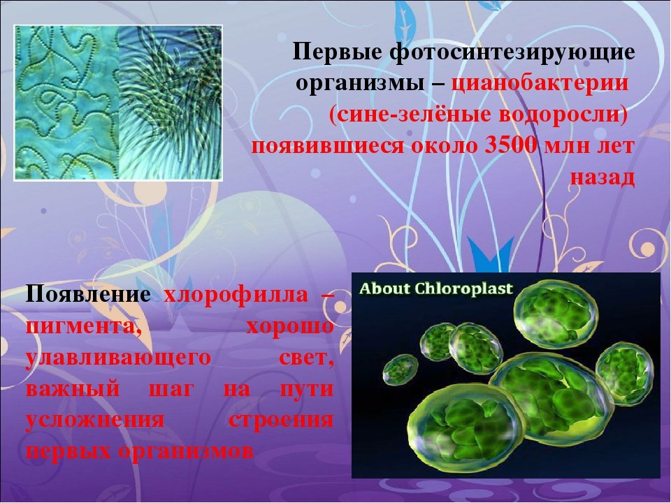 Пластиды прокариот. Пигменты цианобактерий хлорофилл. Одноклеточные сине зеленые водоросли. Цианобактерии сине-зеленые водоросли. Фотосинтезирующие клетки цианобактерий.
