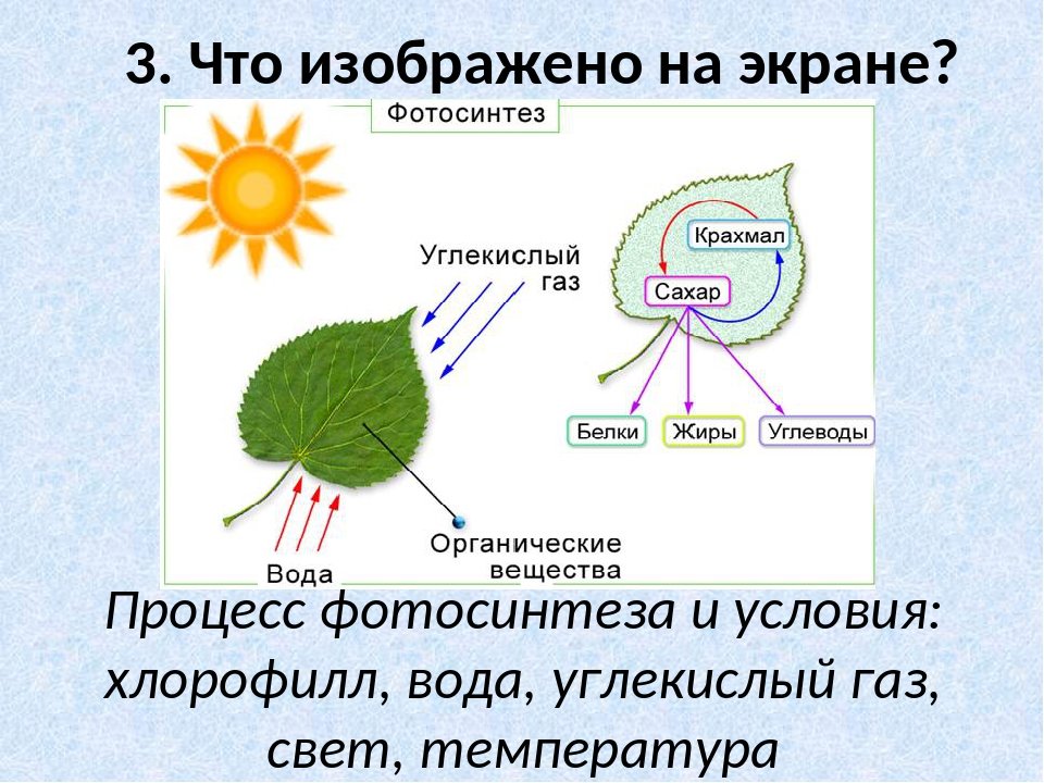 При фотосинтезе образуются ответ
