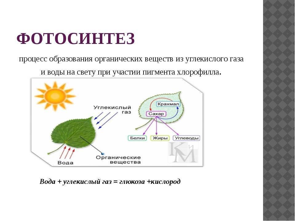 Схема фотосинтеза в природе. Фотосинтез листа схема. Органические вещества при фотосинтезе образуются. Органические вещества при фотосинтезе образуются из.