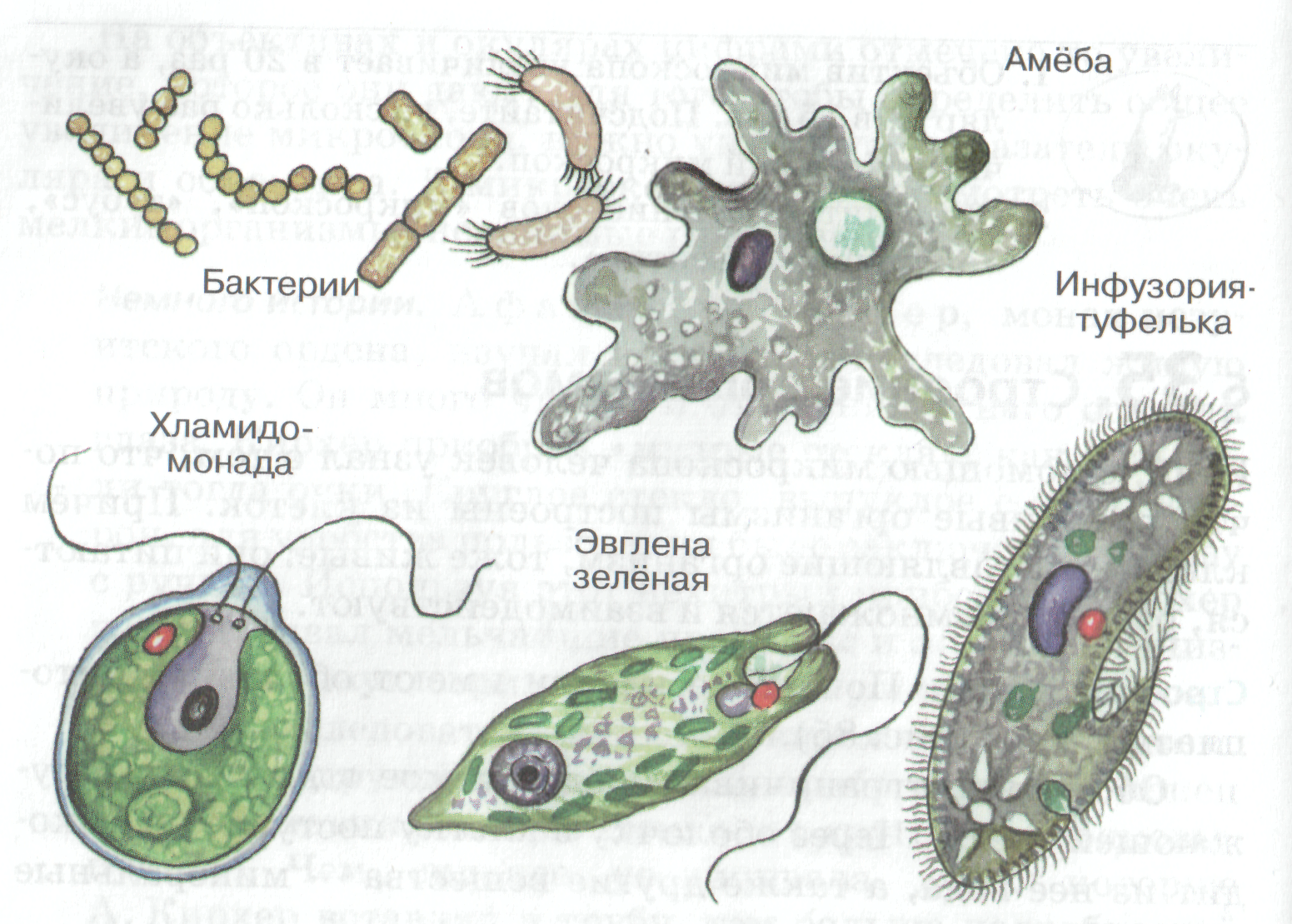 Одноклеточные животные амеба. Строение одноклеточных бактерий. Простейшие бактерии названия. Представители простейших одноклеточных бактерий.