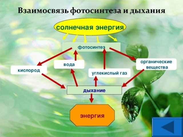 Процесс дыхания растений. Схема фотосинтеза и дыхания растений. Взаимосвязь фотосинтеза и дыхания схема. Схема процесса дыхания растения. Взаимосвязь фотосинтеза и дыхания.