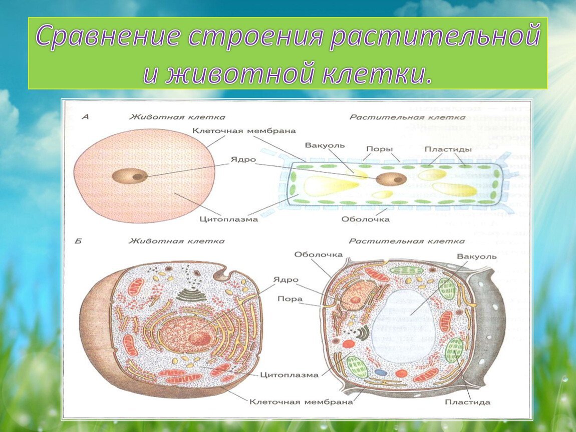 Растительная клетка лабораторная. Строение растительной и животной клетки 5 класс биология. Сравнение строения клетки растений и клетки животных. Различия растительной и животной клетки 5 класс биология. Структура животной и растительной клетки.