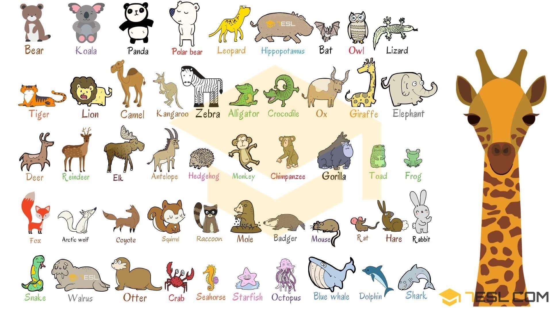 Названия животных на английском