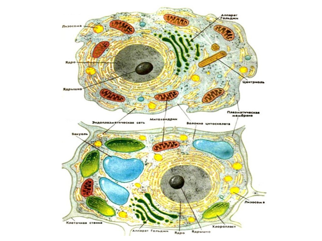 Живая клетка 5 класс биология