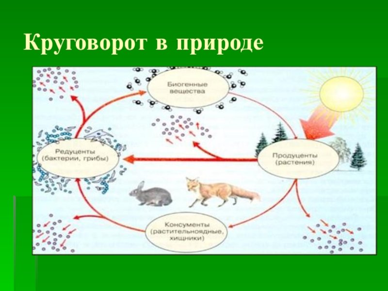 Роль лисы в биологическом круговороте. Модель круговорот веществ 3 класс окружающий мир. Круговорот веществ рисунок. Круговорот веществ в при. Круговорот веществ в природе схема.
