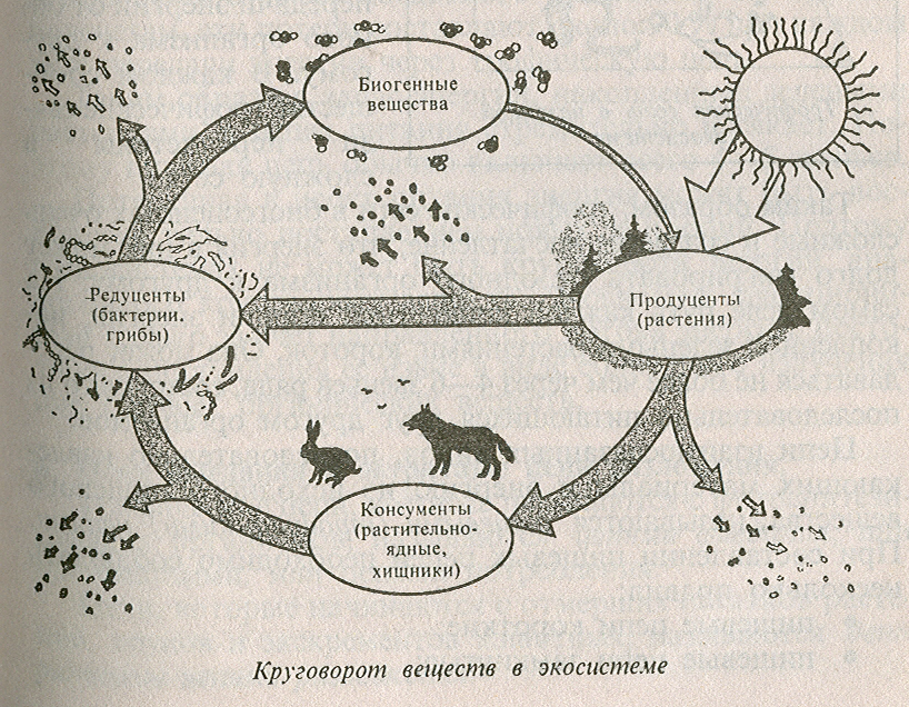 Дополни цепочку биологического круговорота. Цепочка биологического круговорота веществ в природе. Круговорот веществ в природе схема. Круговорот веществ в экосистеме схема. Схема круговорот энергии и веществ в биоценозе.