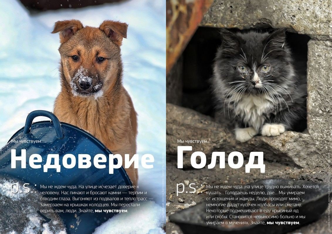 Ждать голода. Бездомные животные. Бездомные животные нуждаются в помощи. Социальная реклама про бездомных животных. Спасем бездомных животных.