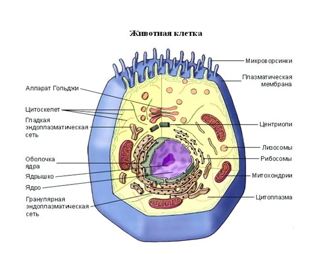 Строение эукариотической животной клетки. Схема строения животной клетки. Строение животной клетки эукариот. Строение клетки клеточные органоиды 9 класс. Клетке и т д в