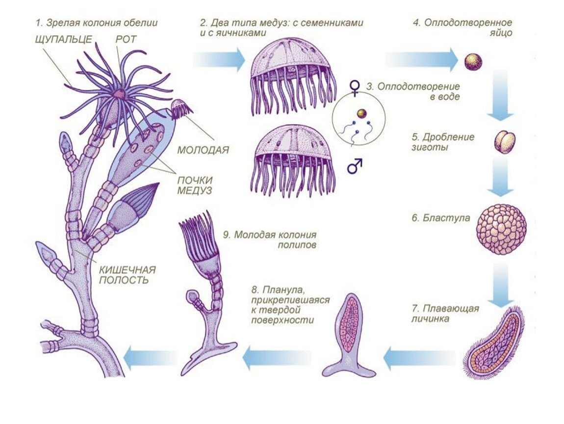 Организм имеющий колониальное строение. Цикл развития гидроидной медузы обелии. Жизненный цикл ГИДРОИДА Aurelia. Жизненный цикл ГИДРОИДА обелии. Размножение гидроидных кишечнополостных.