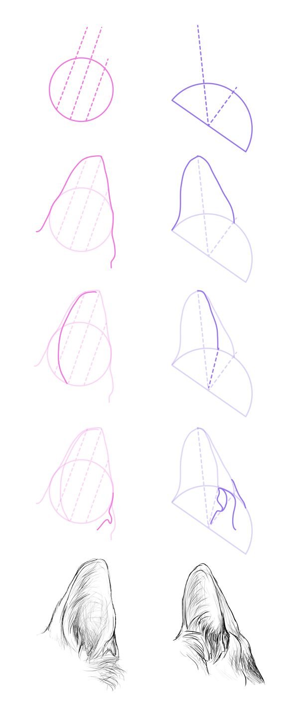 Как рисовать собачьи уши