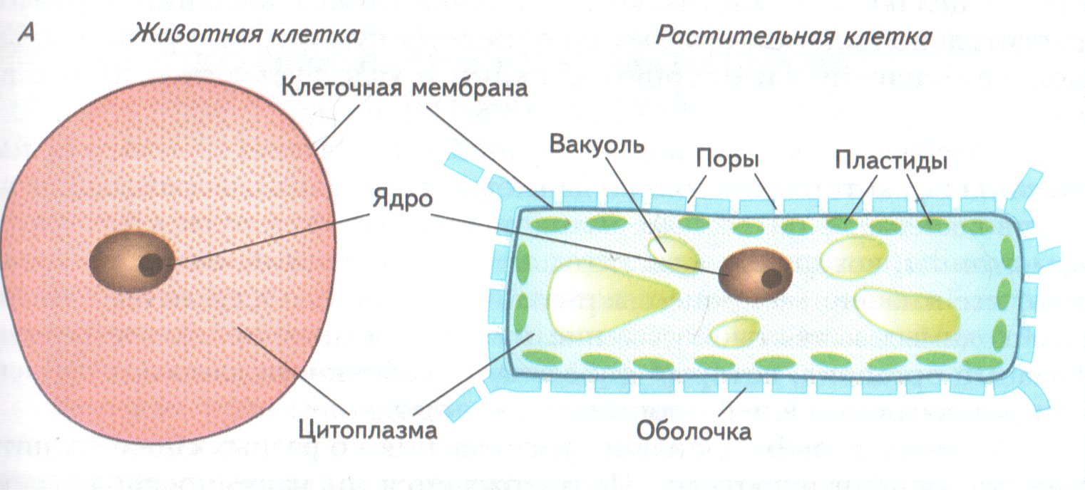 Главные части живой. Схема строения растительной клетки 5 класс биология. Строение клетки ядро цитоплазма мембрана. Клетка ядро цитоплазма мембрана. Схема клетки 5 класс биология.