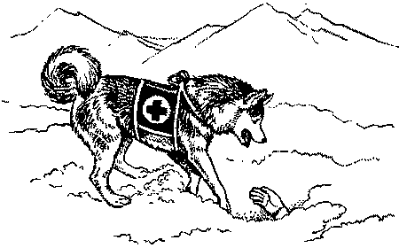 Собака Связист Альма