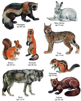 Лес с животными и птицами