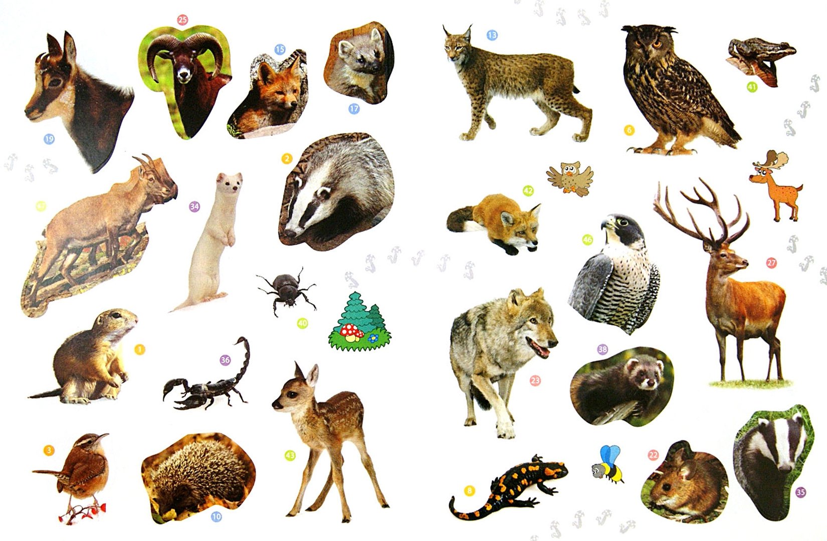 картинки диких животных россии