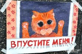 Плакат на тему защита бездомных животных