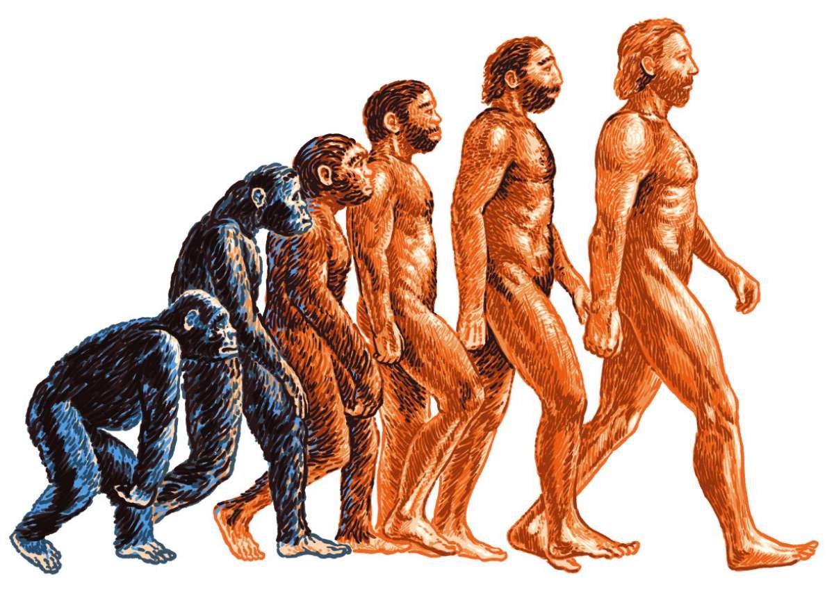 Человеческие люди рассказ. Теория эволюции Дарвина. Эволюция Дарвин хомо. Теория Дарвина о эволюции человека.