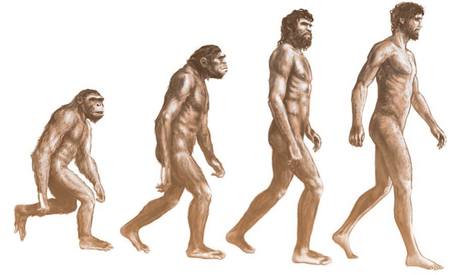 Эволюционирует ли человек. Теория Дарвина австралопитек. Превращение обезьяны в человека. Эволюция обезьяны в человека. Эволюция обязьяна в чело.
