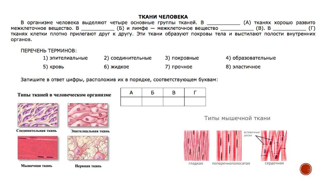 Задания огэ биология человек. Ткани животные ЕГЭ биология. Ткани организма человека таблица 8 класс биология. Ткани человека анатомия ЕГЭ.