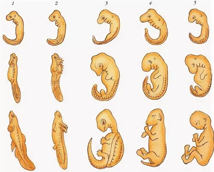 Стадии развития эмбрионов позвоночных. Стадии зародышевого развития позвоночного животного. Сходство стадий эмбрионального развития позвоночных. Сходство зародышевого развития позвоночных животных. Эмбриологические доказательства сходства зародышей.