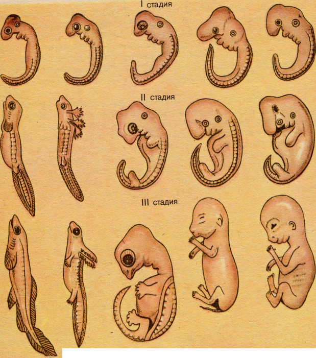 Стадии развития эмбрионов позвоночных. Эмбриологические доказательства сходства зародышей. Эмбриологические доказательства эволюции Геккель. Сходство начальных стадий эмбрионального развития позвоночных. Доказательства эволюции эмбриологические доказательства.