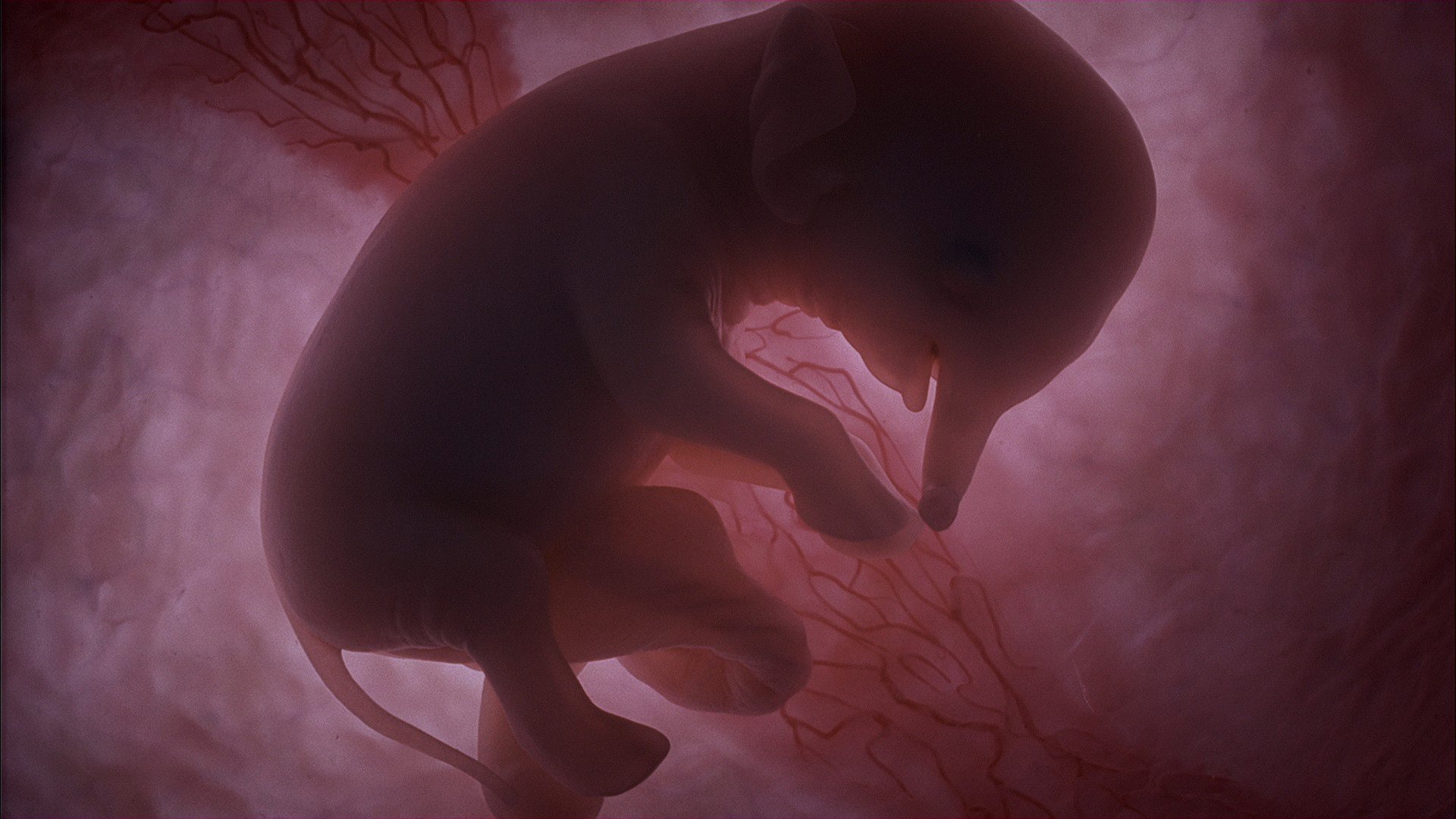 13 лет живет у мамы в животе. Зародыш в матке млекопитающих. Животные в утробе матери.