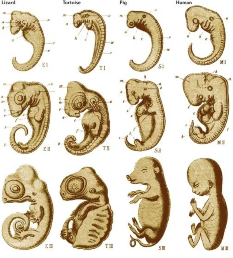 Наличие хвоста у зародыша человека на ранней. Сравнительная эмбриология.ранний эмбриогенез. Эмбриология это анатомия. Эмбриология и эмбриогенез. Стадии развития эмбриона человека эмбриология.