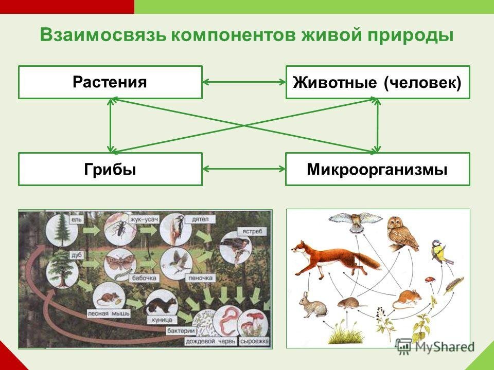 Бактерии и грибы составляют в экосистеме группу. Связь растений и животных. Взаимоотношение животных и растений. Взаимоотношения между растениями и животными. Взаимодействие растений и животных.