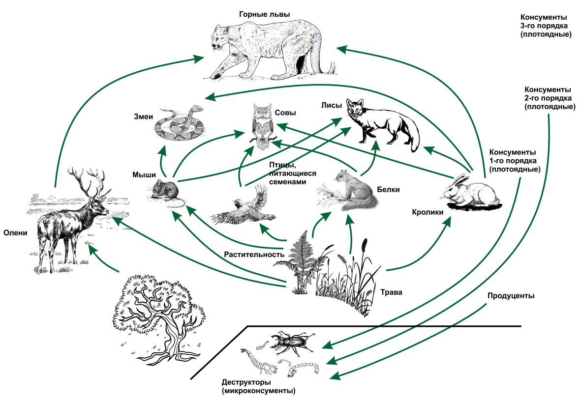Трофическая структура экосистемы схема. Пищевая сеть это в биологии 9 класс. Трофическая структура цепи питания. Пищевая сеть биология 11 класс. Высокая численность консументов 3 порядка наличие круговорота