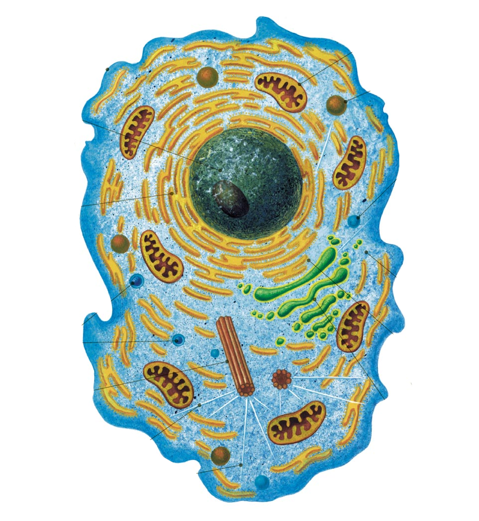 Зверь без клетки. Эукариоты Живая клетка. Строение животной клетки биология. Биология строение эукариотической клетки. Животная клетка эукариот.