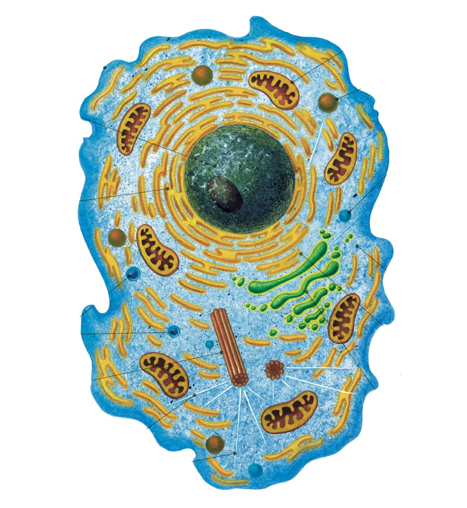Клетка биология рисунок. Эукариоты Живая клетка. Эукариотическая животная клетка. Биология строение животной клетки. Клетка эукариот без подписей.