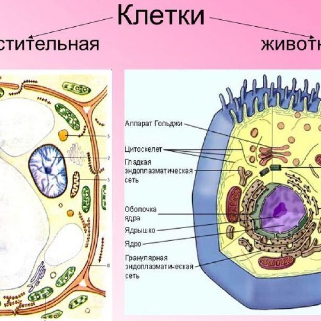 Рисунок органоиды животной и растительной клетки