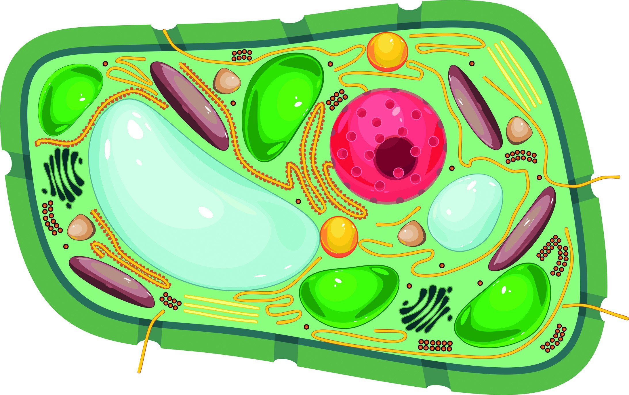 Клетка растения биология