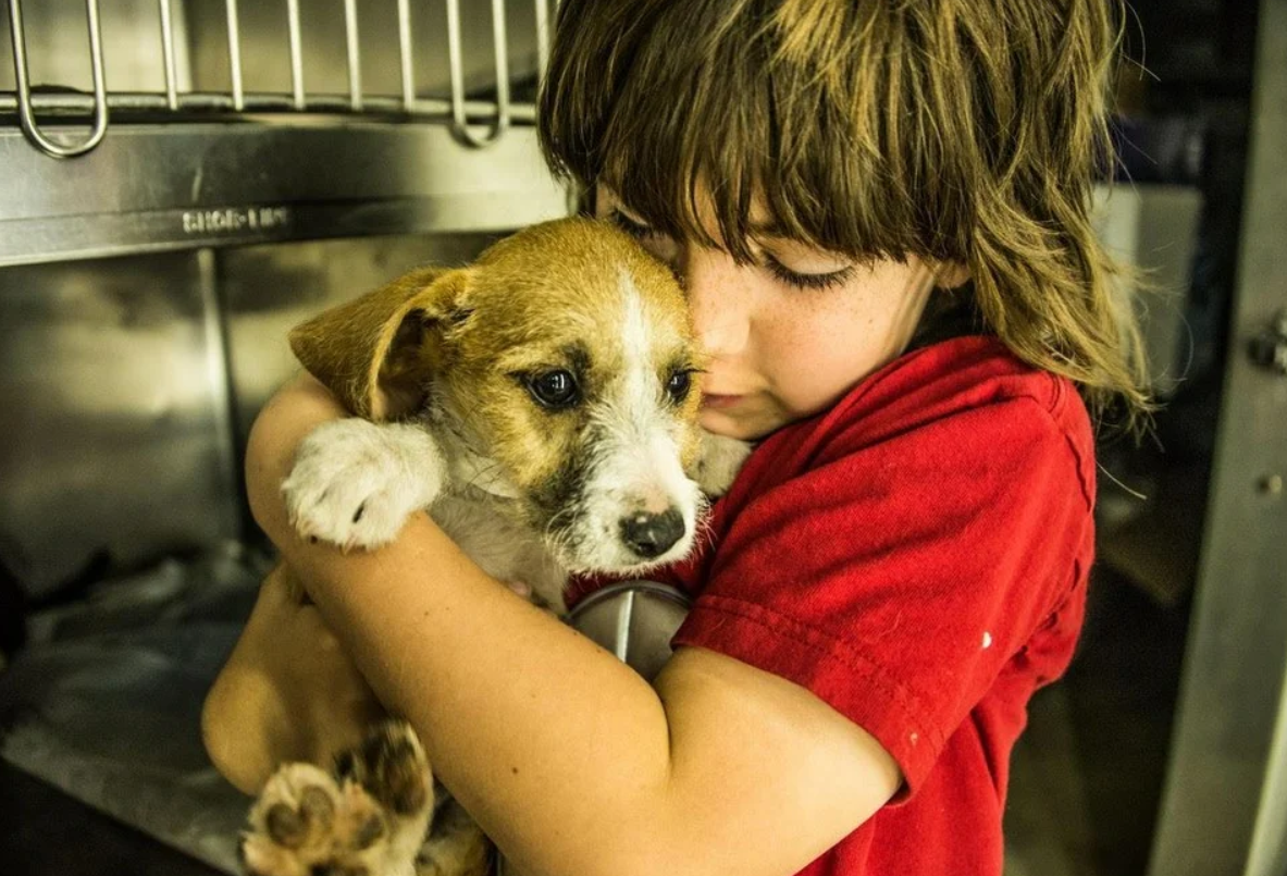 Безопасное животное для ребенка. Всемирный день сострадани. Сострадание к животным. Милосердие к животным. Забота о животных.