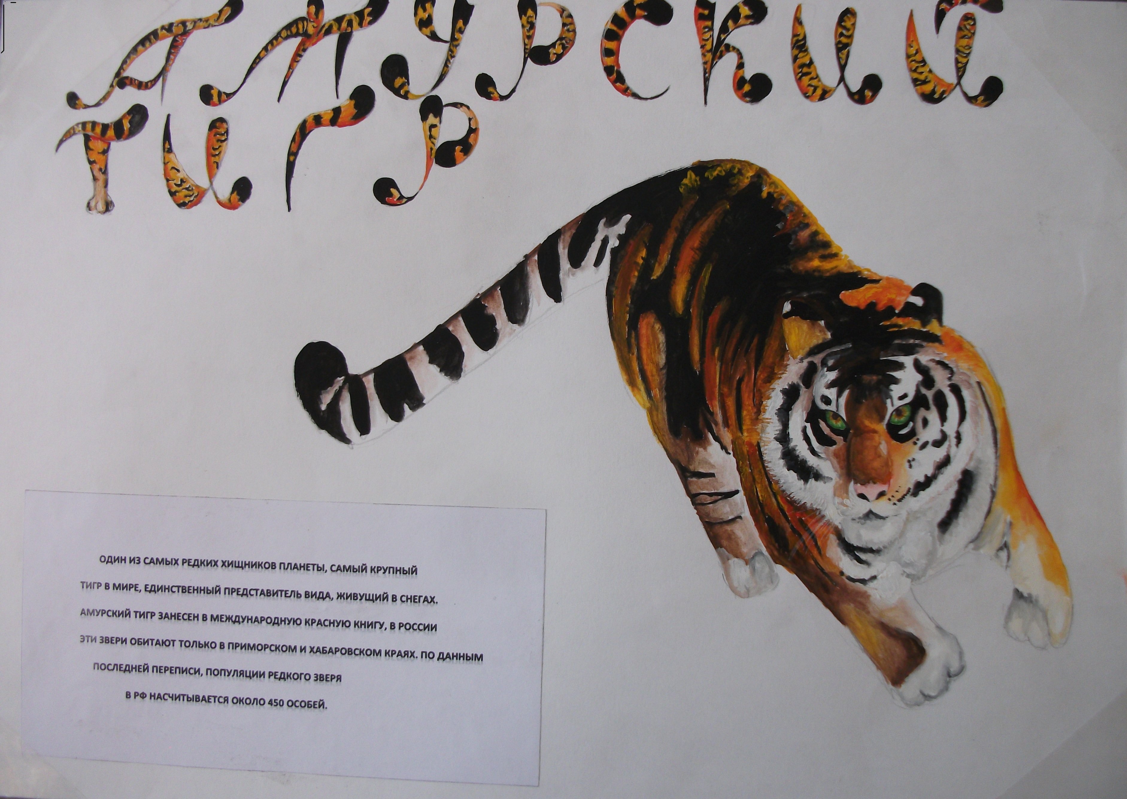 Амурский тигр самый редкий представитель