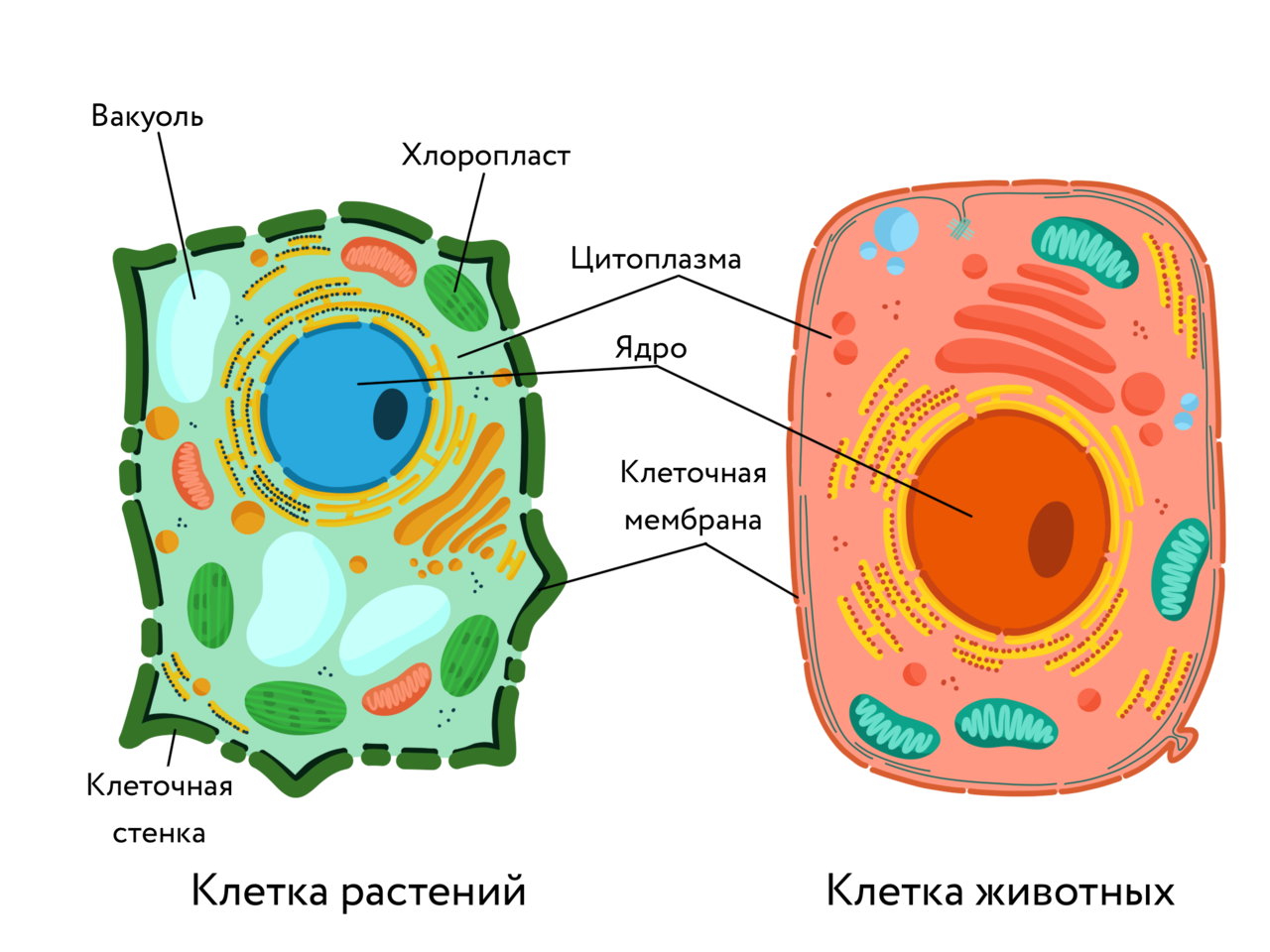 Рис 1 строение растительной клетки. Ядро у эукариотической растительной клетки. Строение клетки эукариот растений. Схема эукариотической клетки животного. Строение клеток эукариот животная и растительная клетка.
