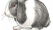 Кролик для рисования