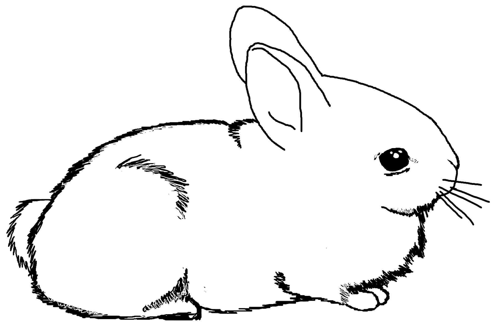 Раскраска крольчонок