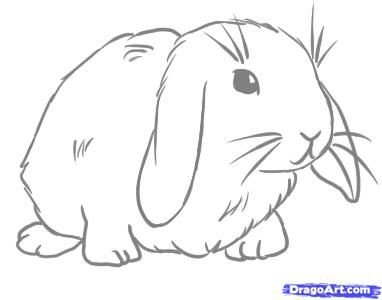 Вислоухий кролик раскраска