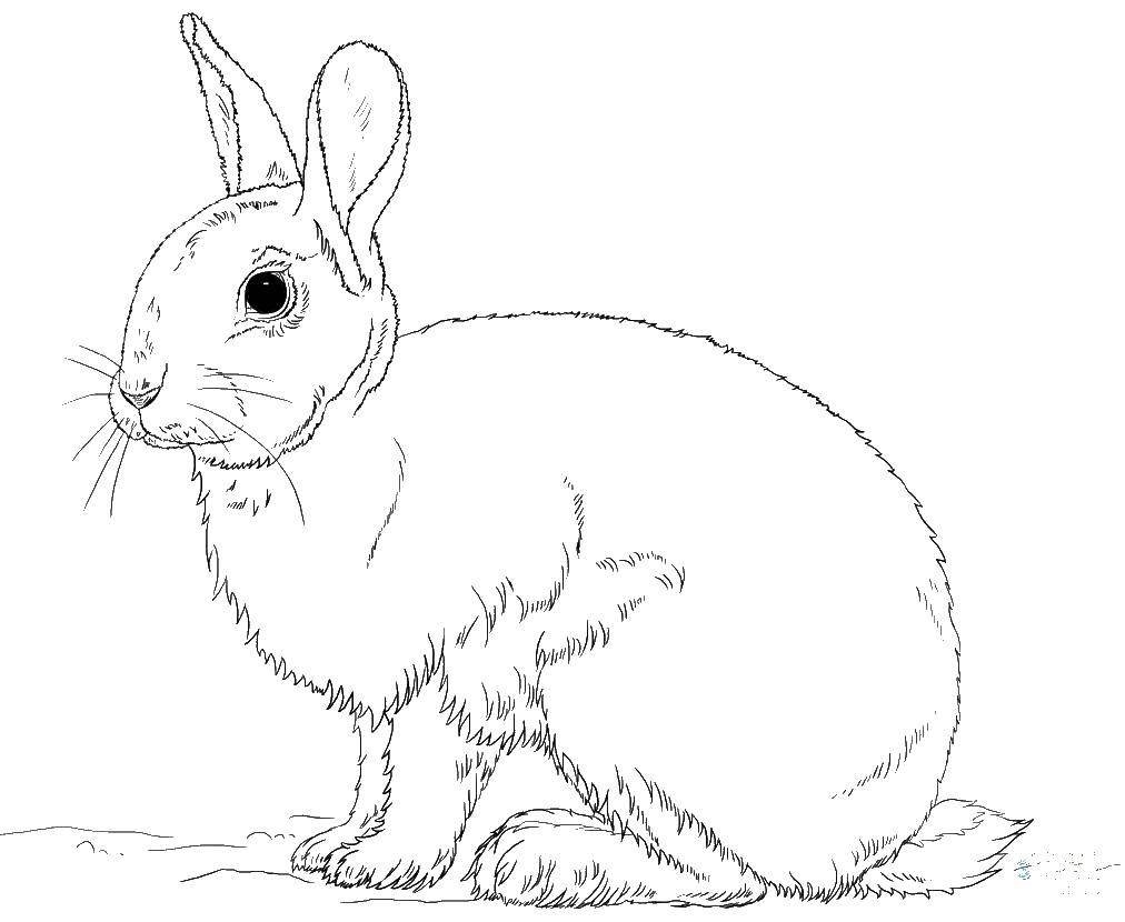 Кролик картинка раскраска