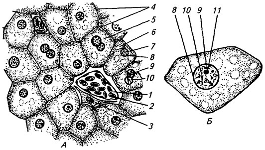 Митохондрии в клетках печени. Клетки печени аксолотля рисунок. Общая морфология клетки печени аксолотля. Препарат общая морфология клетки печень аксолотля. Ядро в клетках печени аксолотля.