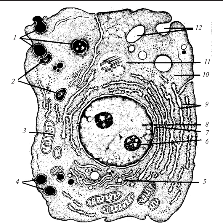 Какие клетки живые на препарате. Схема микроскопического строения клетки. Схема ультрамикроскопического строения клетки. Схема электронно микроскопического строения клетки. Строение клетки микрофотография.