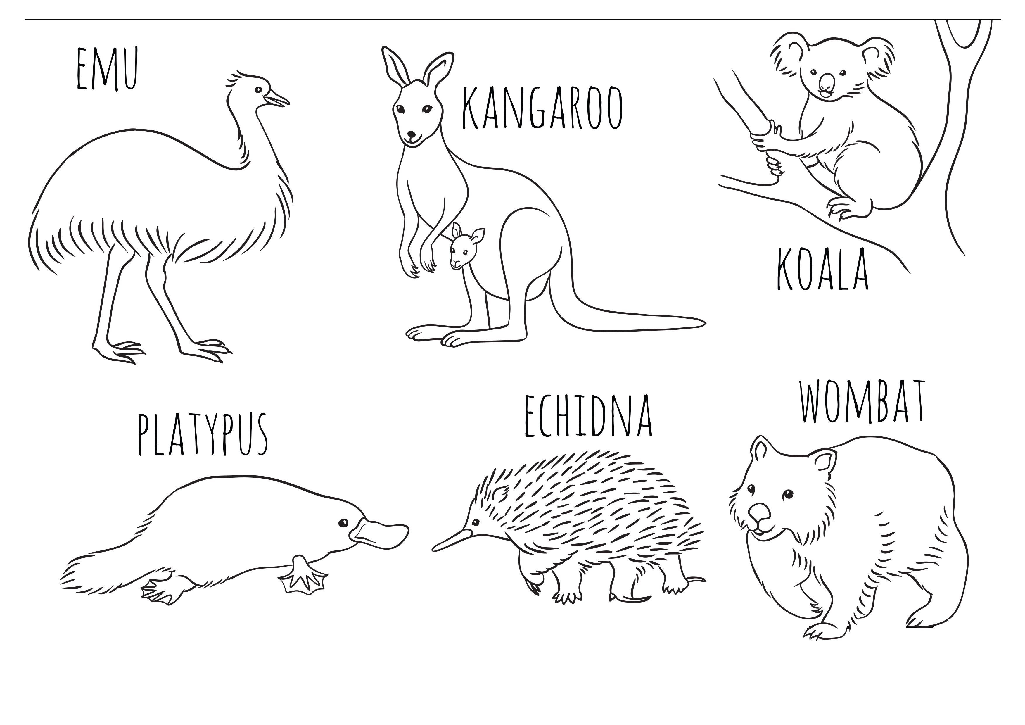 Австралия животных для детей раскраска