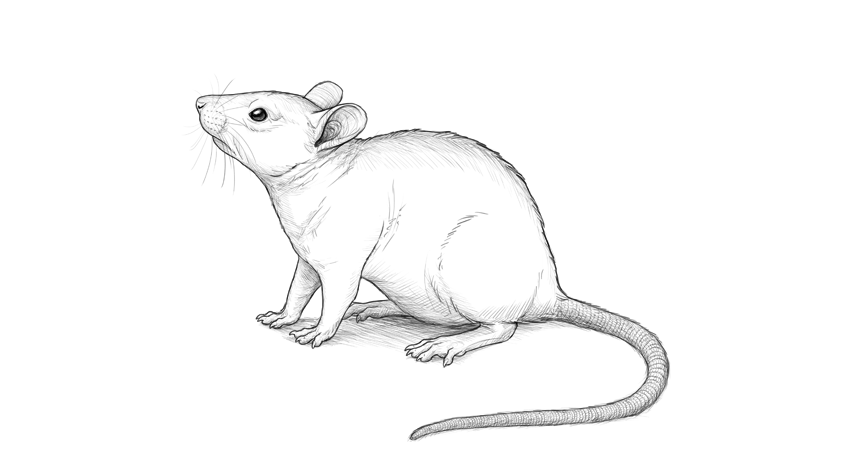 Мышь рисунок для срисовки. Мышь карандашом. Мышка карандашом. Крыса карандашом. Крыса рисунок карандашом.